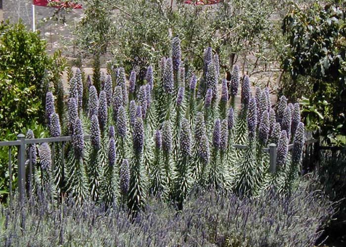 Plant photo of: Echium fastuosum