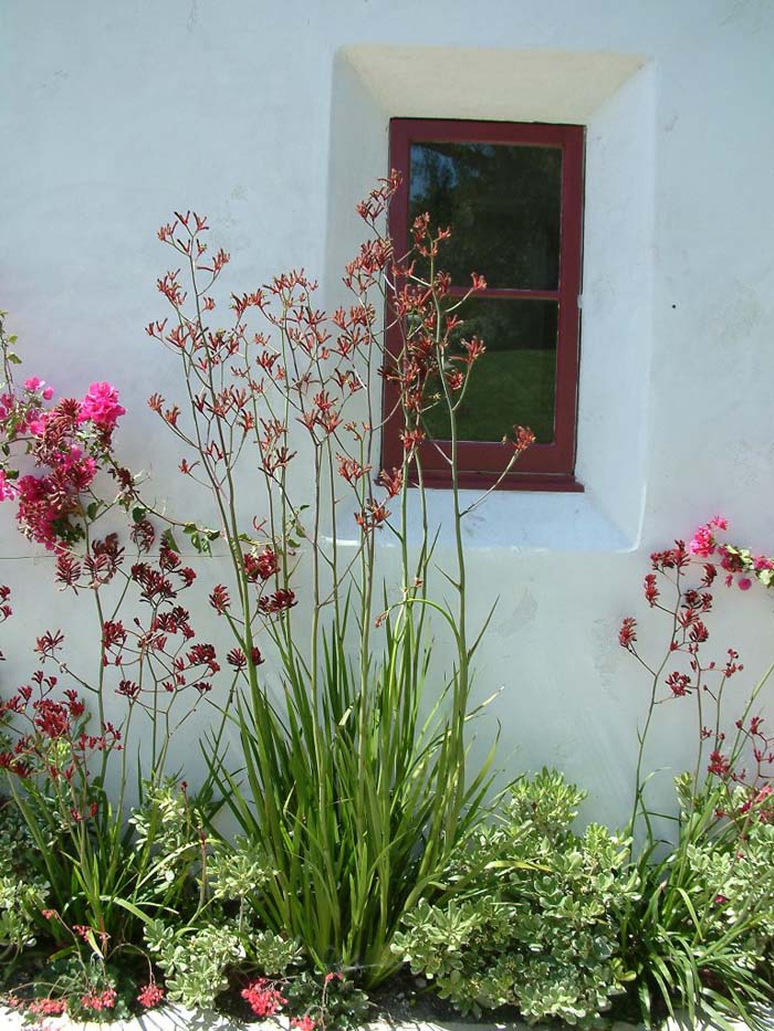 Plant photo of: Anigozanthus flavidus 'Tall Red'