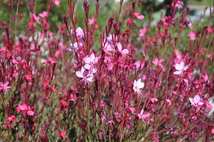 Plant photo of: Gaura lindheimeri 'Siskiyou Pink'