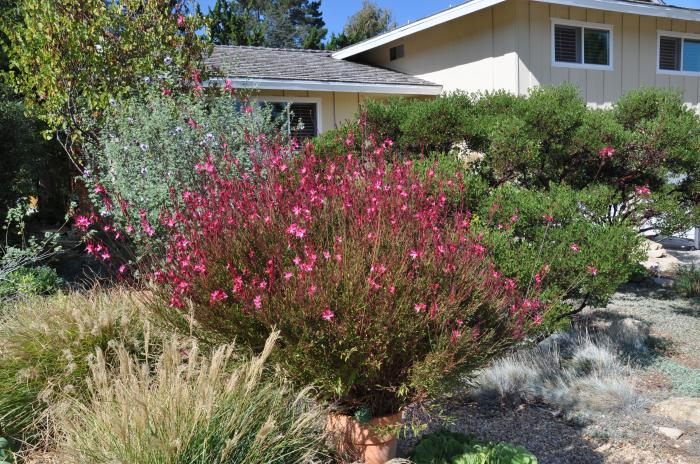 Plant photo of: Gaura lindheimeri 'Siskiyou Pink'