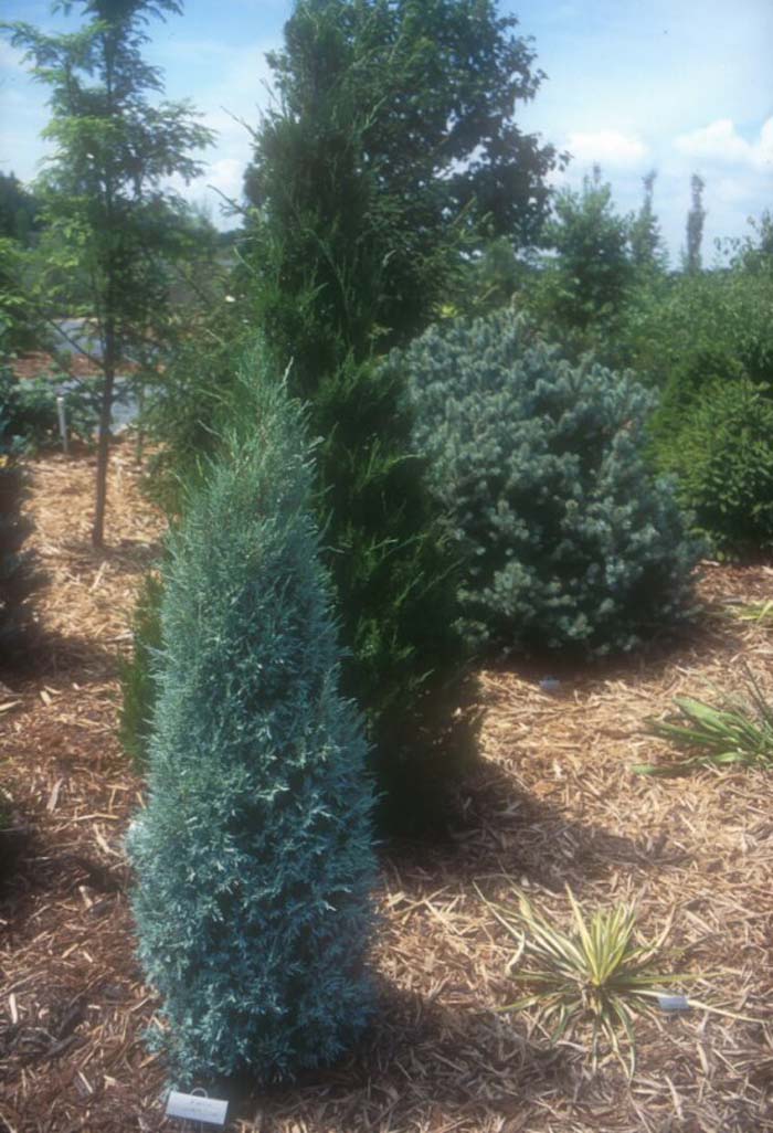 Juniperus scopulorum 'Grey Gleam'