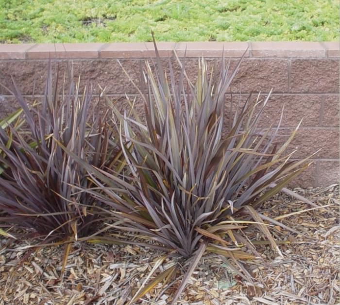 Phormium tenax 'Dusky Chief'