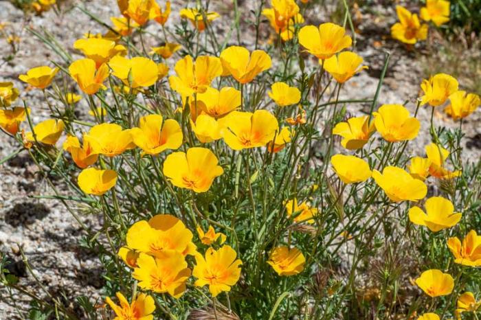 Eschscholzia mexicana