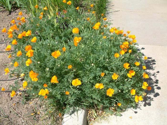 Plant photo of: Eschscholzia mexicana