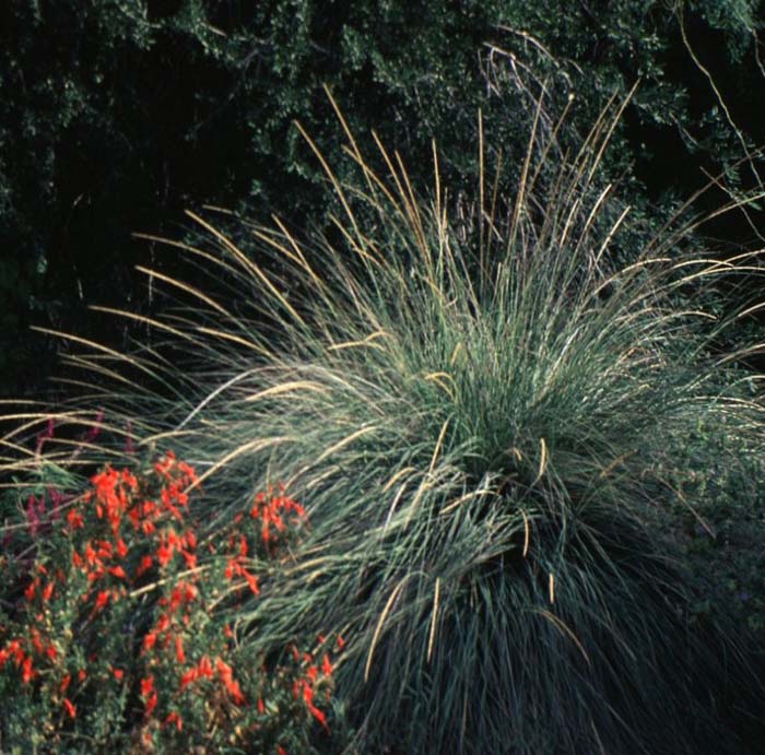 Plant photo of: Muhlenbergia rigens