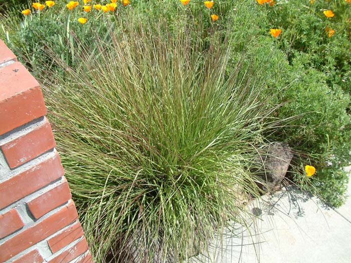 Plant photo of: Muhlenbergia rigens