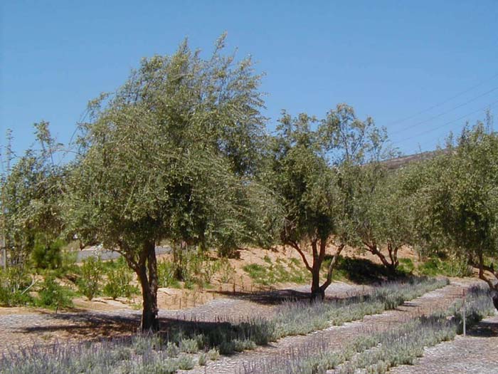 Plant photo of: Olea europaea