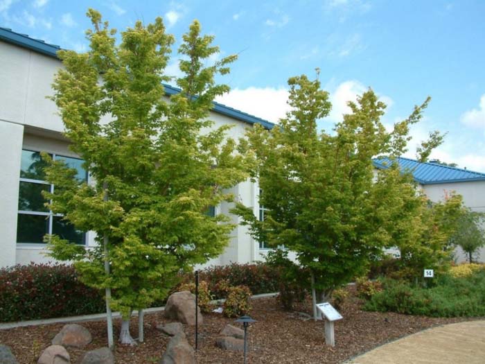 Acer palmatum 'Sango Kaku'