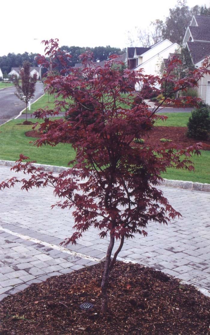 Acer palmatum 'Atropurpureum'