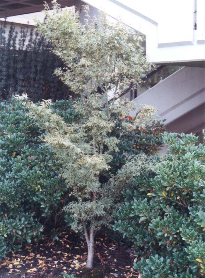 Plant photo of: Acer palmatum 'Butterfly'