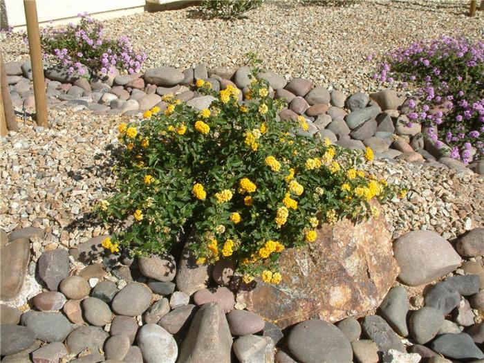 Plant photo of: Lantana montevidensis 'New Gold'