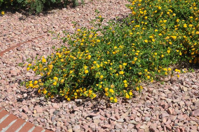 Plant photo of: Lantana montevidensis 'New Gold'