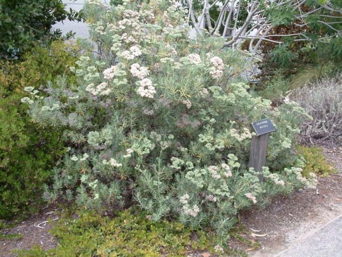 Santa Cruz Island Buckwheat, Wild B