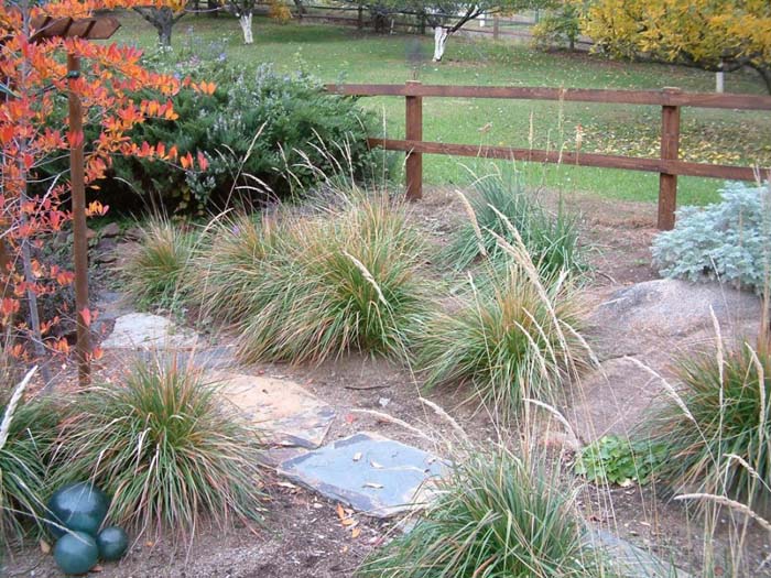 Plant photo of: Pennisetum alopecuroides 'Hamelin'