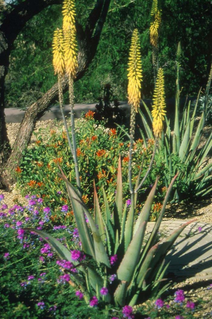 Aloe barbadensis