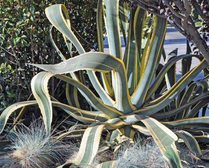 Agave americana marginata