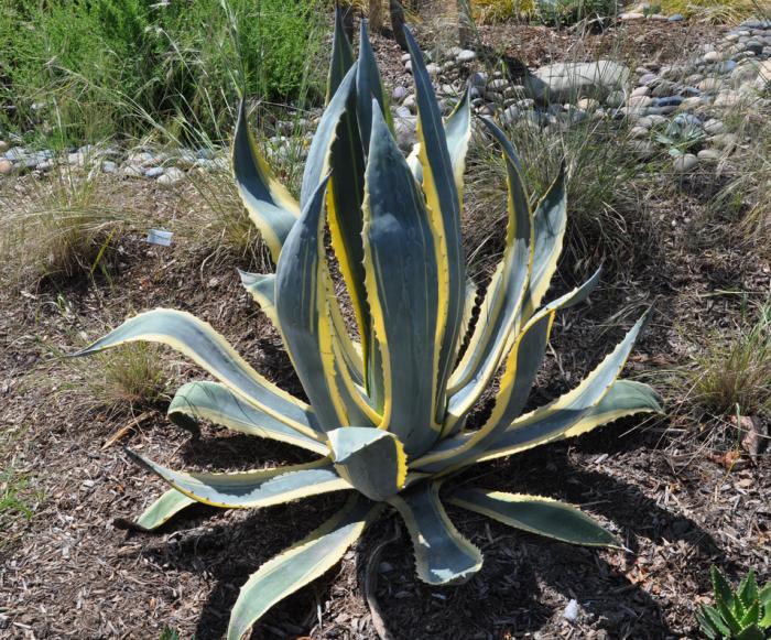 Plant photo of: Agave americana marginata