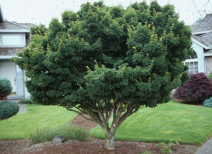 Acer palmatum 'Shishigashira'