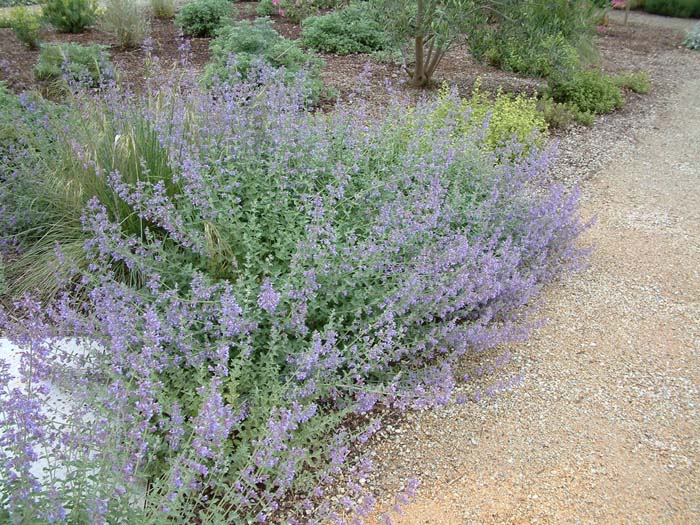 Nepeta 'Six Hills Giant'