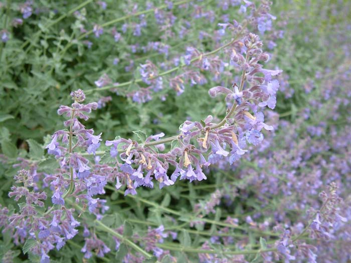 Plant photo of: Nepeta 'Six Hills Giant'