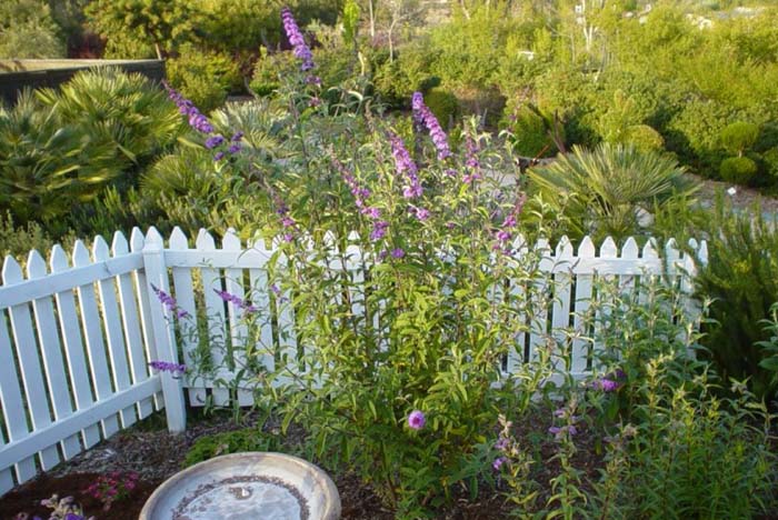 Plant photo of: Buddleja davidii