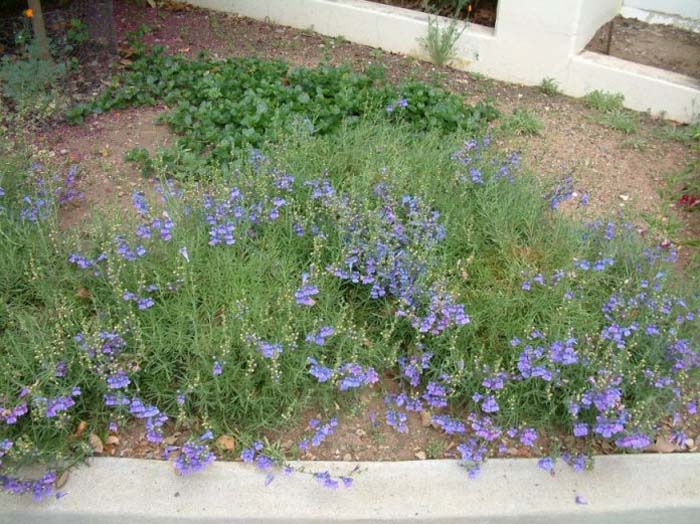 Plant photo of: Penstemon heterophyllus