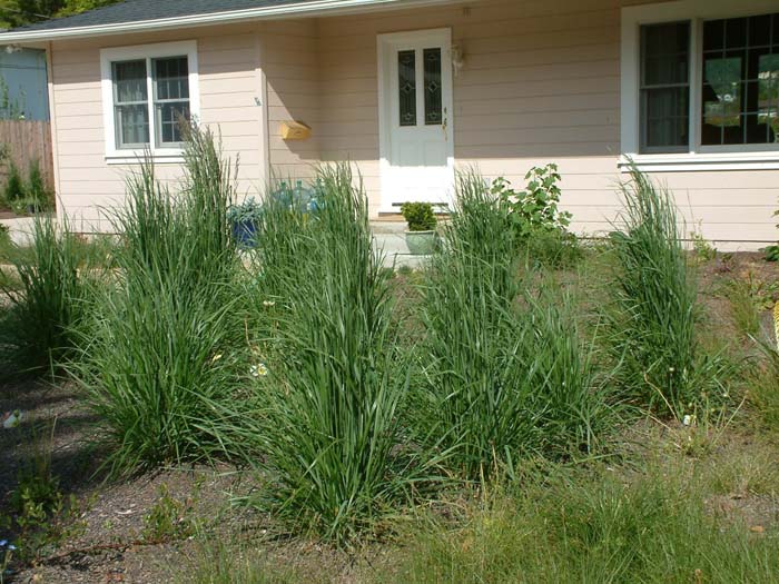 Plant photo of: Calamagrostis X acutiflora 'Karl Foerste