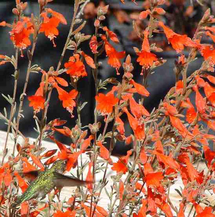 Plant photo of: Zauschneria californica 'Catalina'