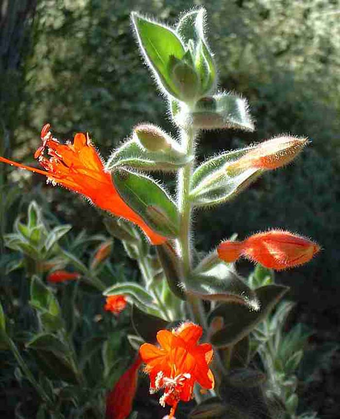 Plant photo of: Zauschneria californica 'Ghostly Red'