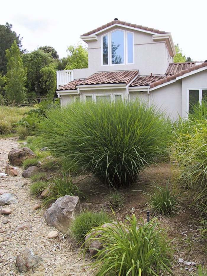 Calamagrostis acu. stricta
