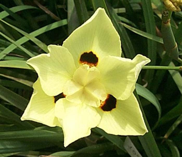 Dietes bicolor