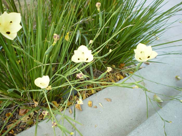 Plant photo of: Dietes bicolor