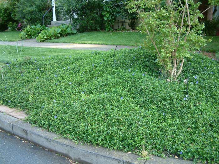 Plant photo of: Vinca minor