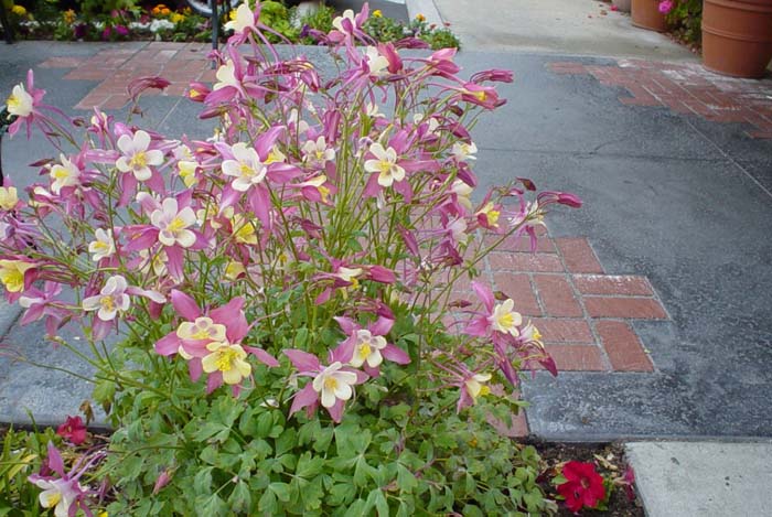 Aquilegia hybrids