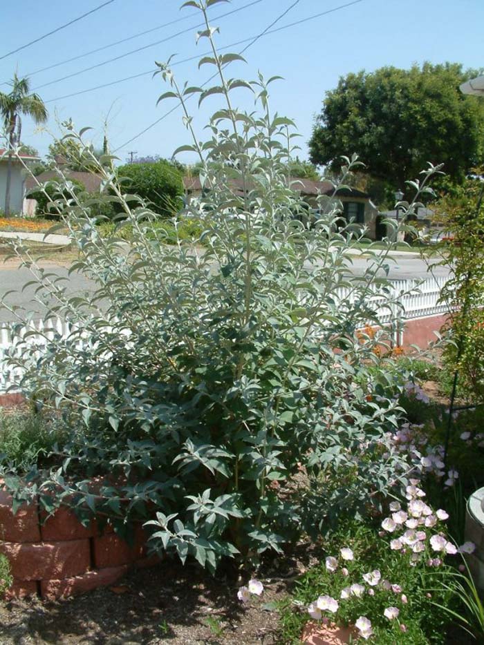 Buddleja davidii 'Lochnich'