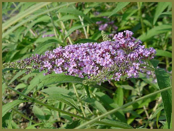 Plant photo of: Buddleja davidii 'Lochnich'