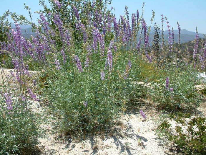 Lupinus arboreus