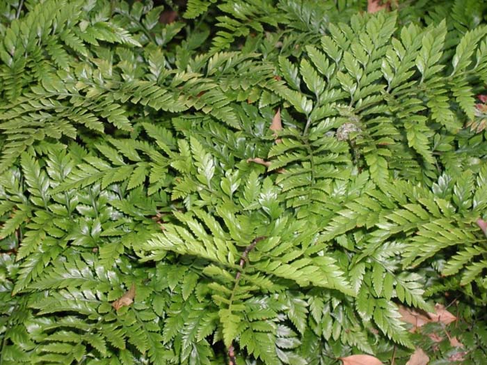 Aspidium capense