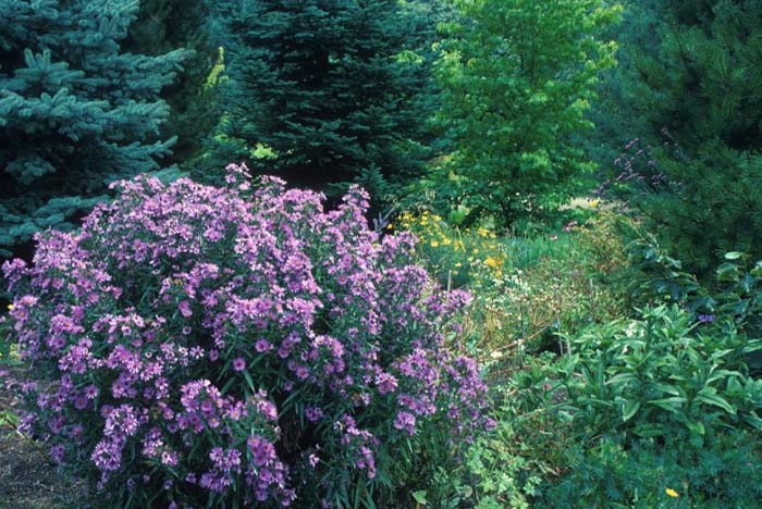 Plant photo of: Aster X frikartii