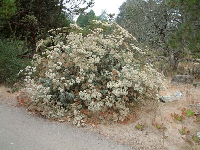 Eriogonum giganteum