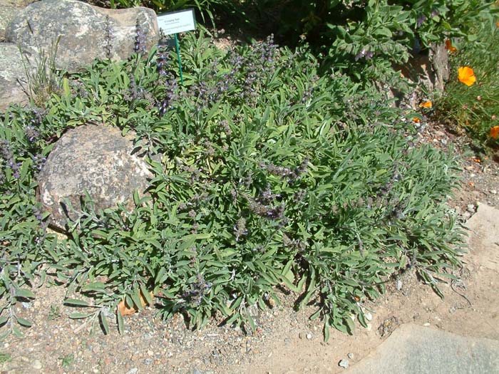 Salvia sonomensis