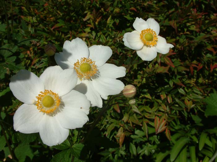 Anemone X hybrida 'Honorine Jobert'
