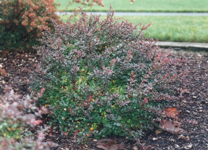 Plant photo of: Berberis thunbergii 'Crimson Pygmy'