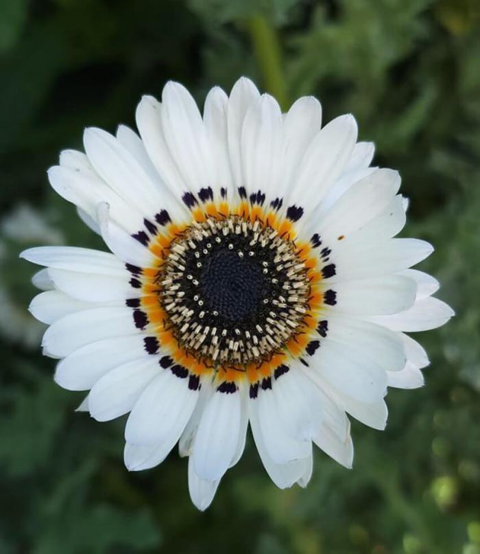 White Cape Daisy