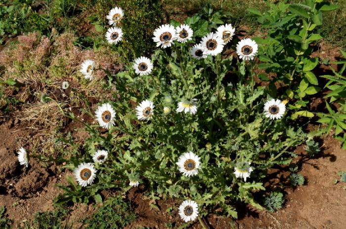 Plant photo of: Venidium fastuosum