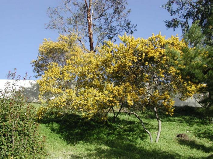 Acacia cultriformis