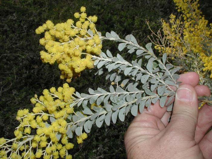 Plant photo of: Acacia cultriformis