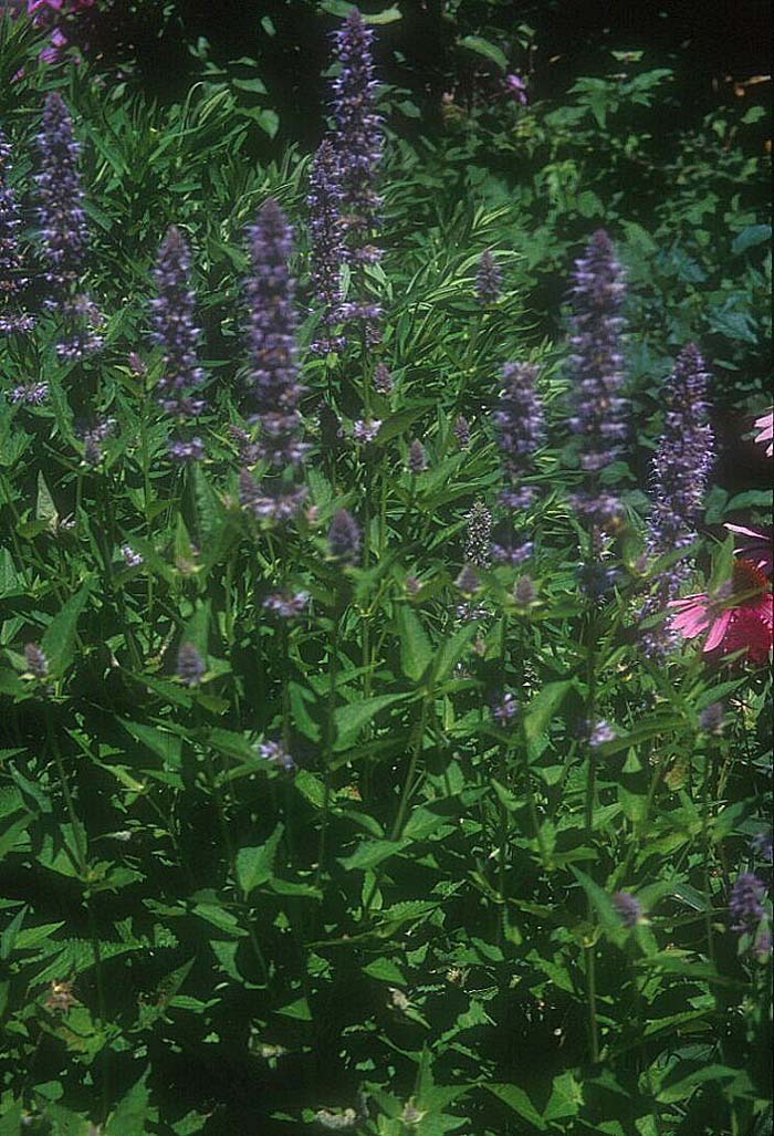 Agastache foeniculum 'Blue Fortune'