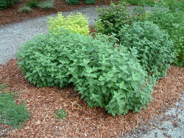Plant photo of: Agastache foeniculum 'Blue Fortune'