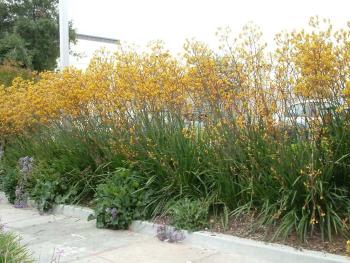 Anigozanthos flavidus 'Bush Dawn'